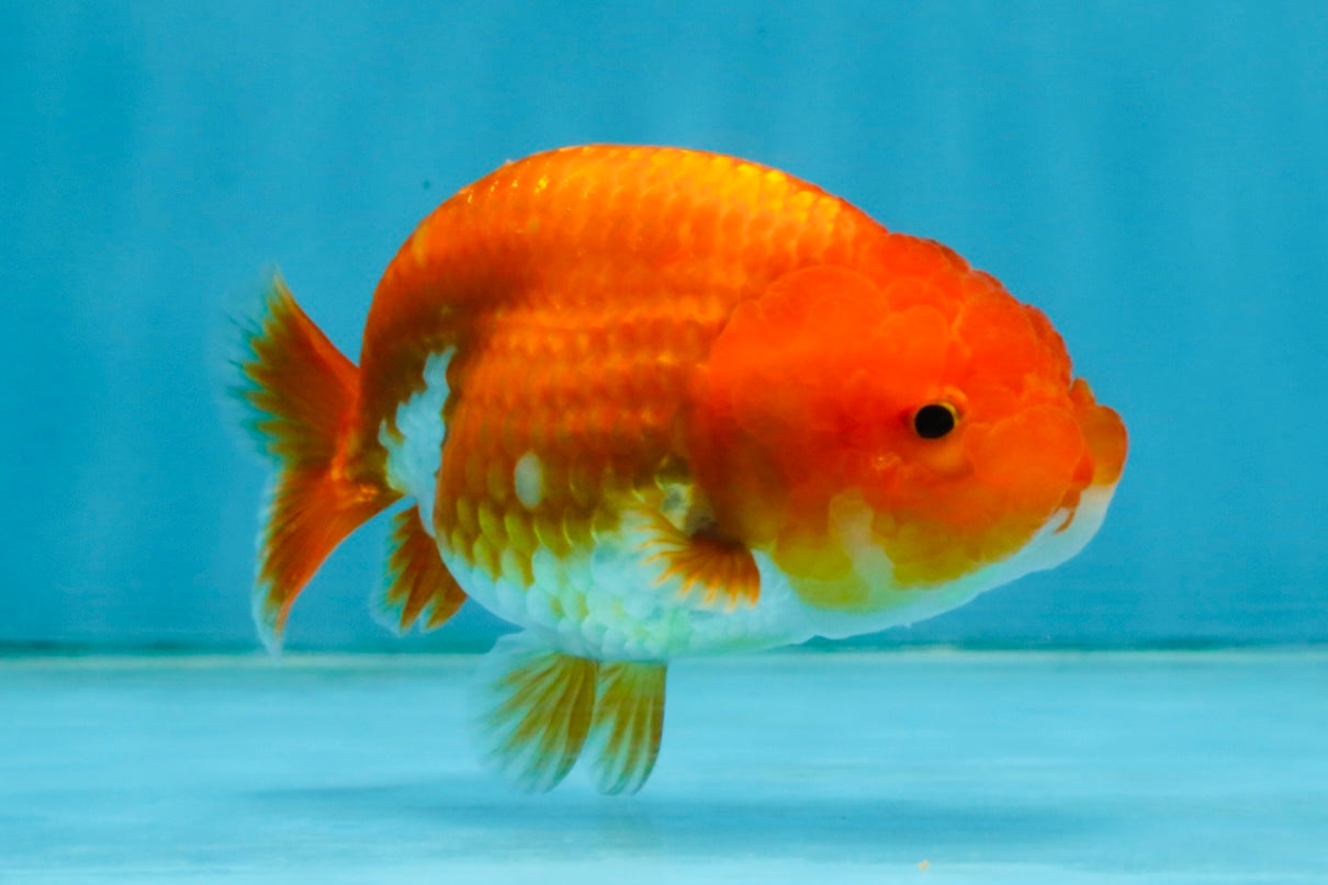 A Grade Red White LionQueen 4 inches #121225LC_09