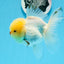 AAA Grade Lemonhead Oranda Male 4.5-5 inches #0830OR_16