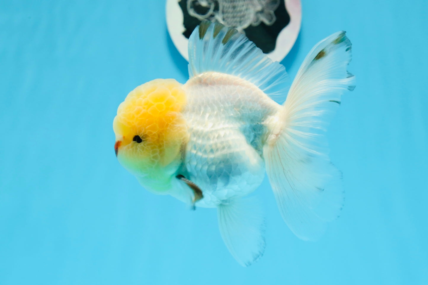 Oranda macho de cabeza de limón de grado AAA de 4,5 a 5 pulgadas n.º 0830OR_16