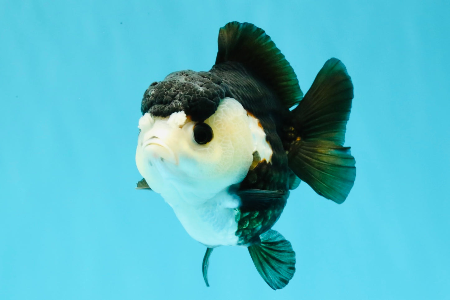 ADORABLE Pom Pom Panda Yuanbao Female 4 inches #031326YB_14