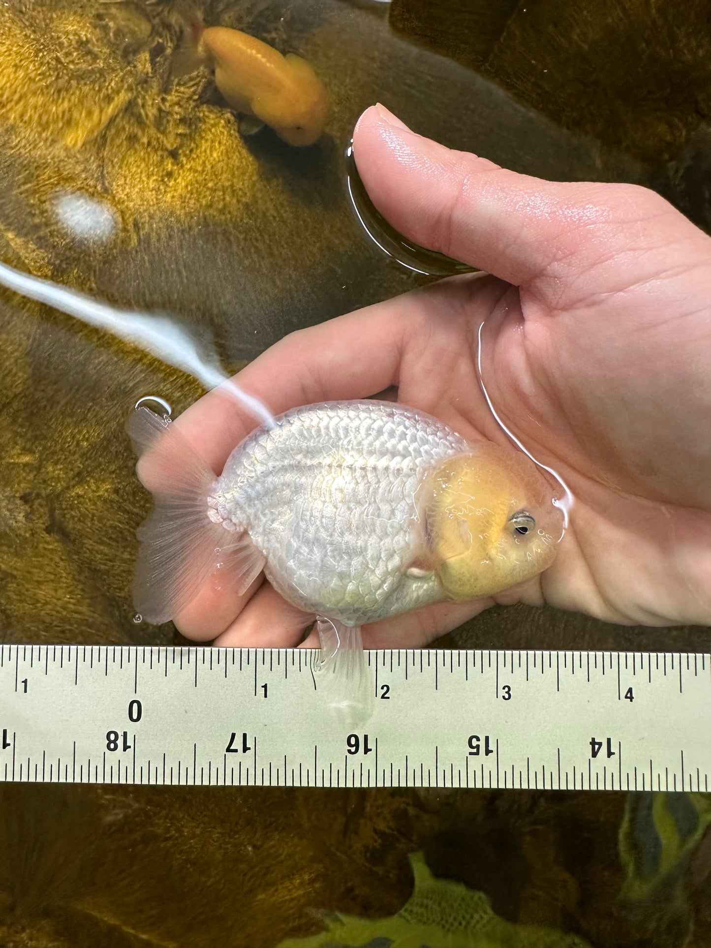 😙 Baby Pompoms Lemonhead Lionchu Male 3.5 inches #0301LC_01
