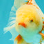 A Grade Lipstick Red White Oranda Male 5.5-6 inches #102326OR_14