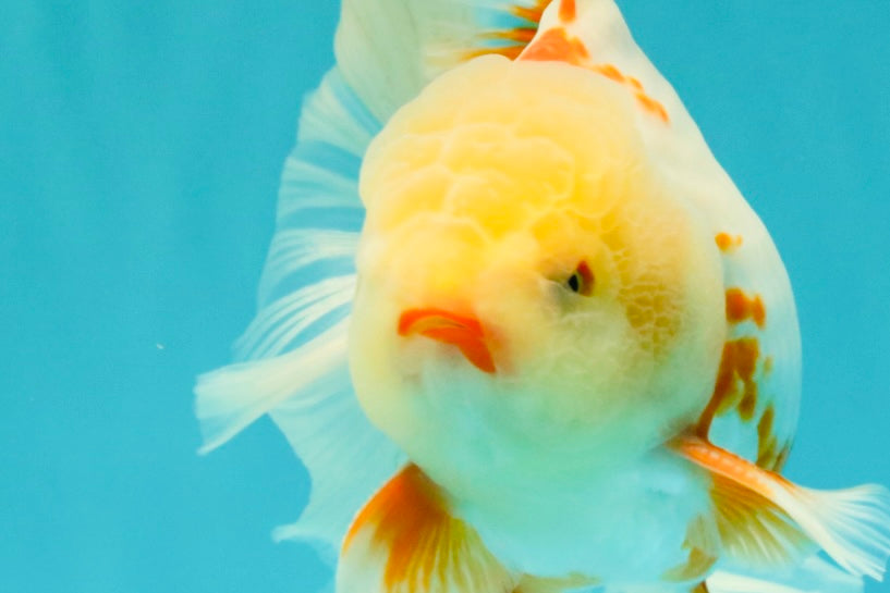 A Grade Lipstick Red White Oranda Male 5.5-6 inches #102326OR_14