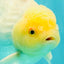 A Grade White Oranda Male 6-6.5 inches #100926OR_20