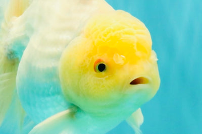 A Grade White Oranda Male 6-6.5 inches #100926OR_20