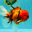 A Grade Tiger Oranda Female 7.5 inches #101626OR_16