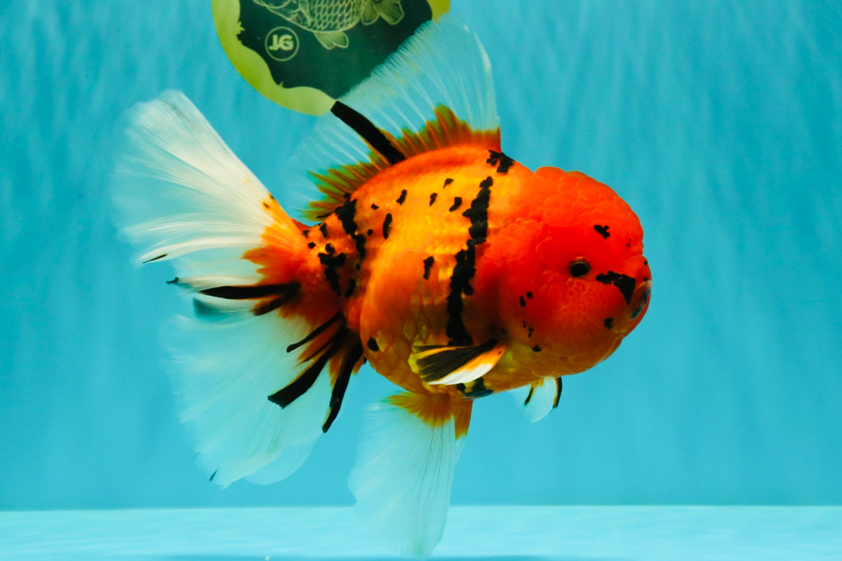 A Grade Tiger Oranda Female 7.5 inches #101626OR_16