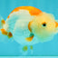 ADORABLE Kohaku Red White Lionchu Female 4 inches #081426LC_15