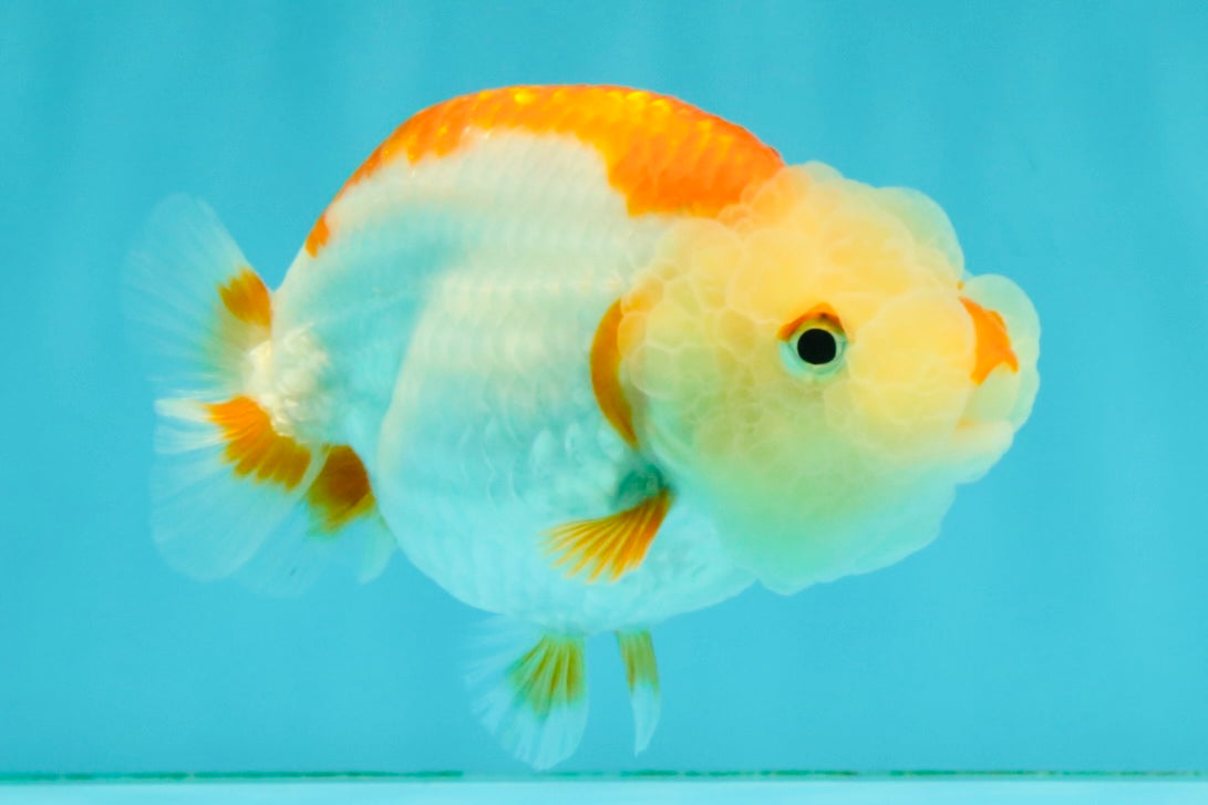 ADORABLE Kohaku Red White Lionchu Female 4 inches #081426LC_15