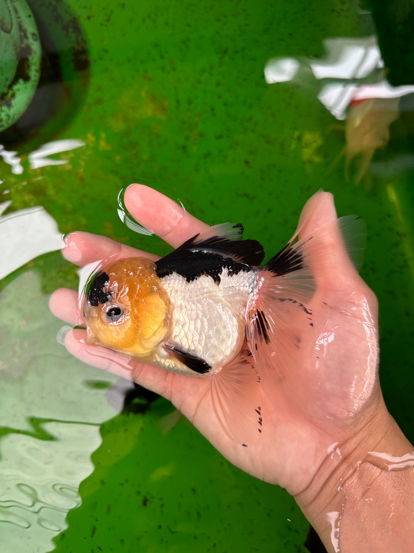 Panda Oranda femelle avec des yeux boutonnés de qualité AAA, 5 pouces #0906OR_25