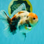 A Grade Calcio  Oranda Male 5 inches #080726OR_22