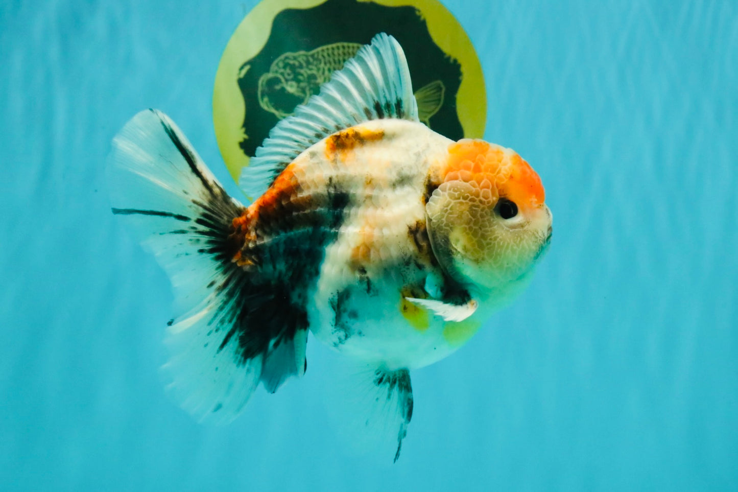 A Grade Calcio  Oranda Male 5 inches #080726OR_22