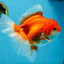 A Grade CHONKY Red White Oranda Female 6 inches #091925OR_09