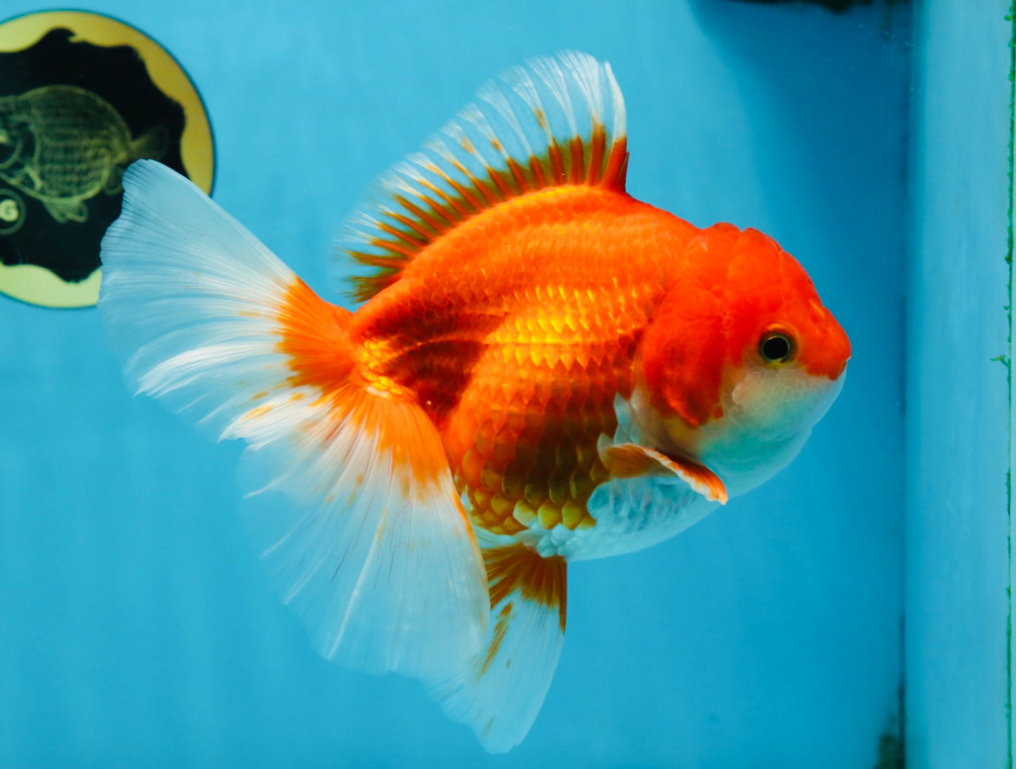 A Grade CHONKY Red White Oranda Female 6 inches #091925OR_09