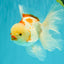 A Grade Kohaku Oranda Male 6-6.5 inches #090426OR_10