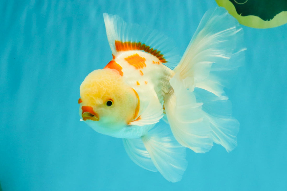A Grade Kohaku Oranda Male 6-6.5 inches #090426OR_10