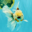 Calico Oranda Male 6.5 inches #090426OR_02