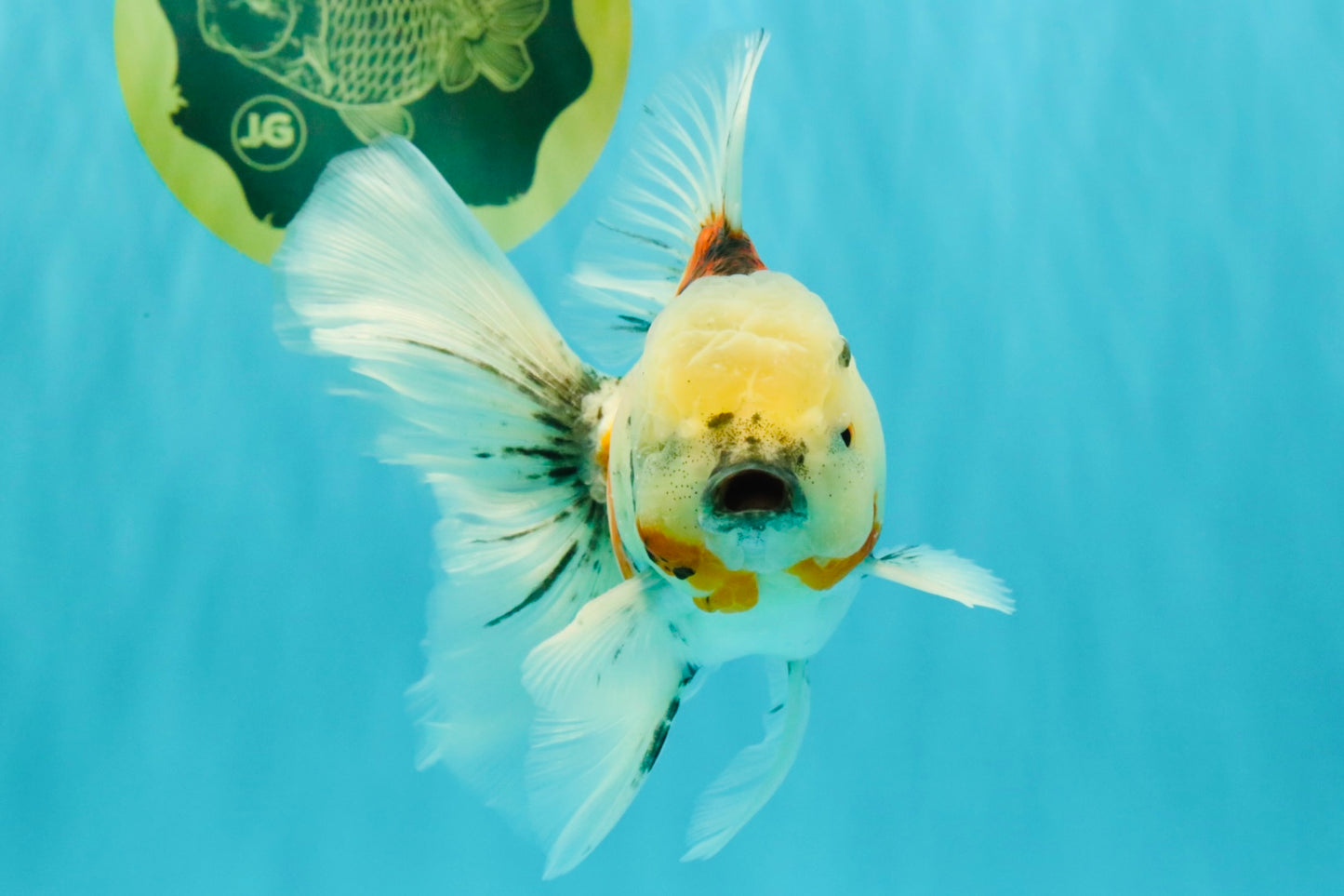 Calico Oranda Male 6.5 inches #090426OR_02