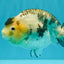 Chinese Milk Cow Ranchu Female 5.5-6 inches #031326RC_13