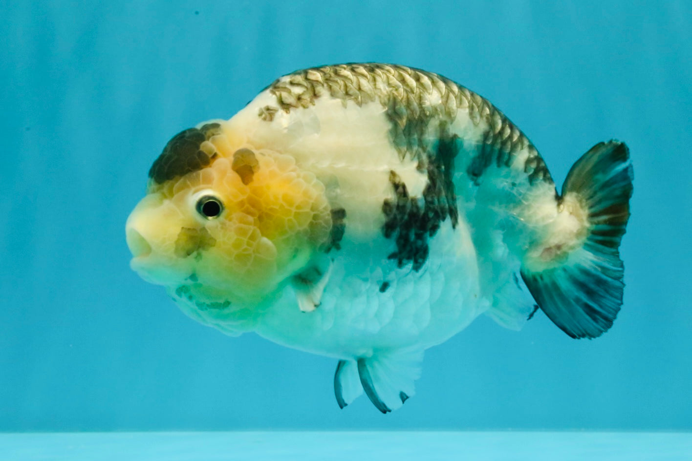 Chinese Milk Cow Ranchu Female 5.5-6 inches #031326RC_13