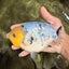 CHUBBY AAA Grade White Marble Blue Base Ranchu Male 5.5-6 inches #100226RC_28