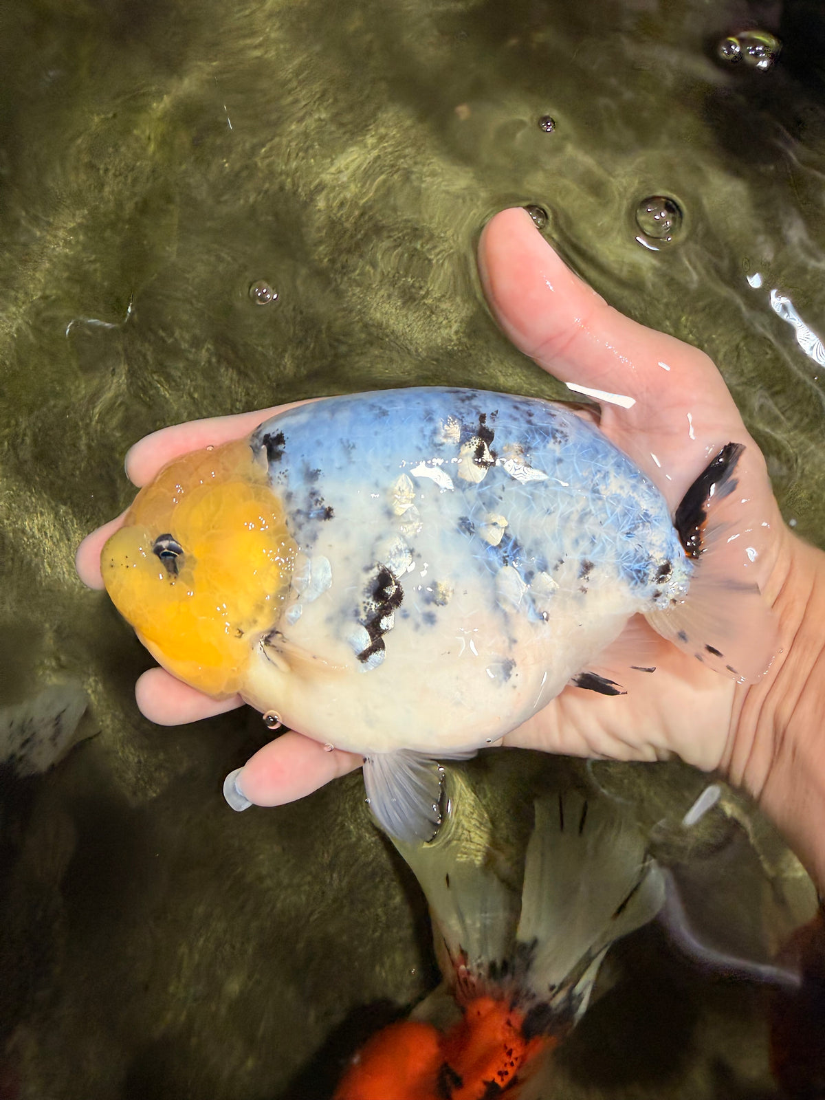 CHUBBY AAA Grade White Marble Blue Base Ranchu Male 5.5-6 inches #100226RC_28