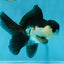 A Grade Young Panda Button Eyes Oranda Male 4.5-5 inches #061325_03