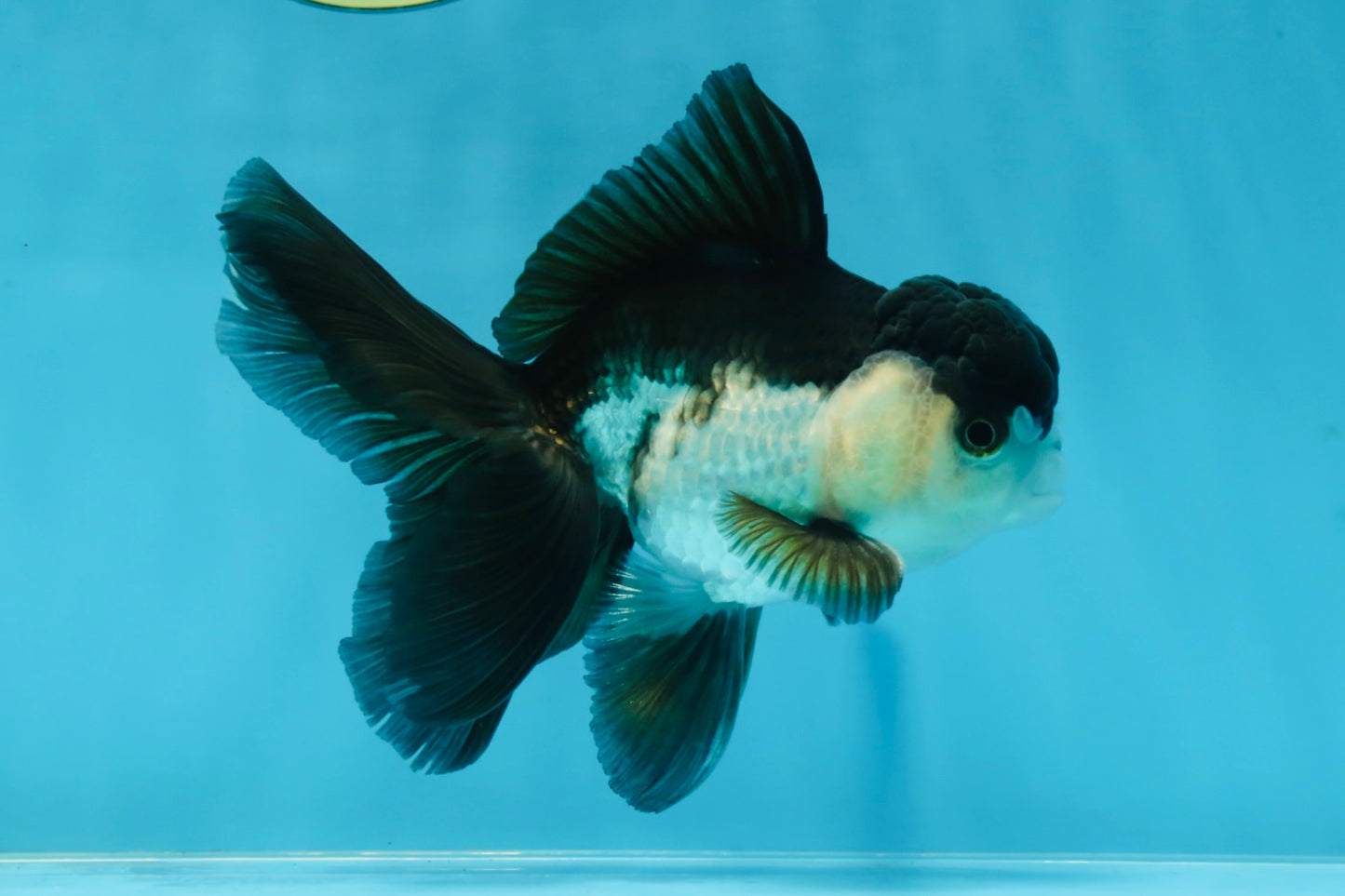 A Grade Young Panda Button Eyes Oranda Male 4.5-5 inches #061325_03