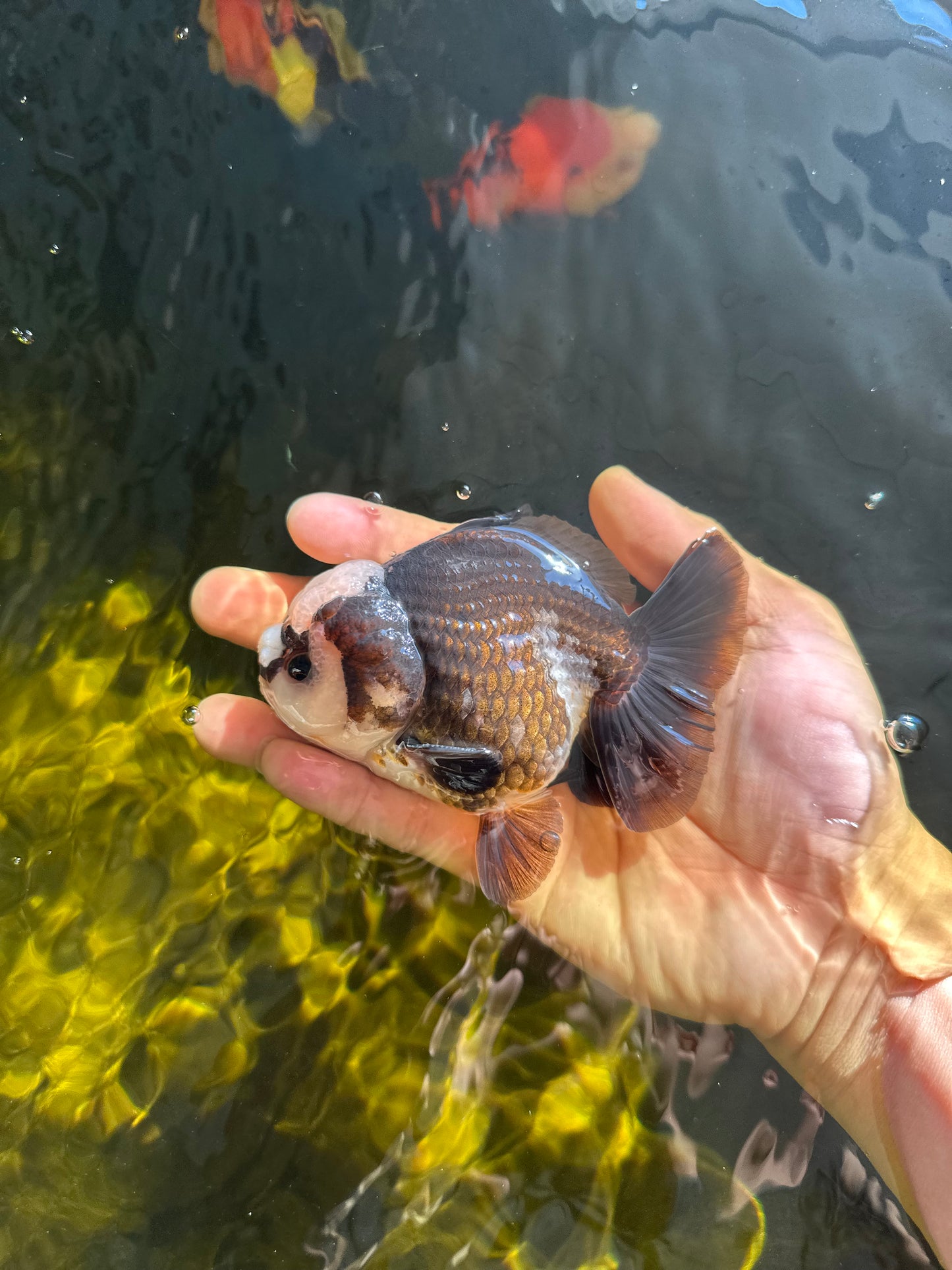A Grade Jade Head Pompom Panda Button Eyes Yuanbao Male 4 inches #050925YB_29
