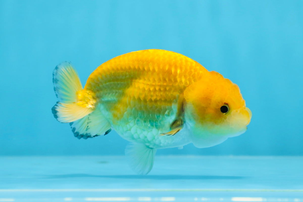 Baby Rancho Fish Baby Cheese Ranchu Female 3.5-4 inches #0726RC_32 – Jimmy Goldfish