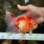 A Grade Lipsticks Red White Oranda Male 6 inches #101626OR_03