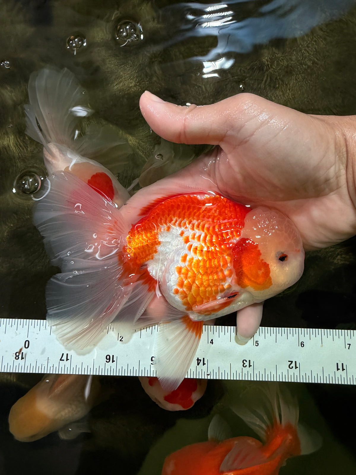 A Grade Lipsticks Red White Oranda Male 6 inches #101626OR_03