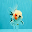 A Grade Marble Oranda Male 5-5.5 inches #061926OR_24