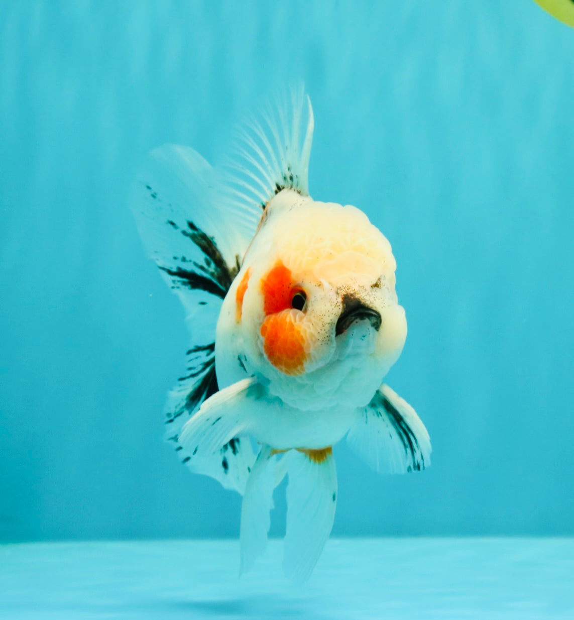 A Grade Marble Oranda Male 5-5.5 inches #061926OR_24