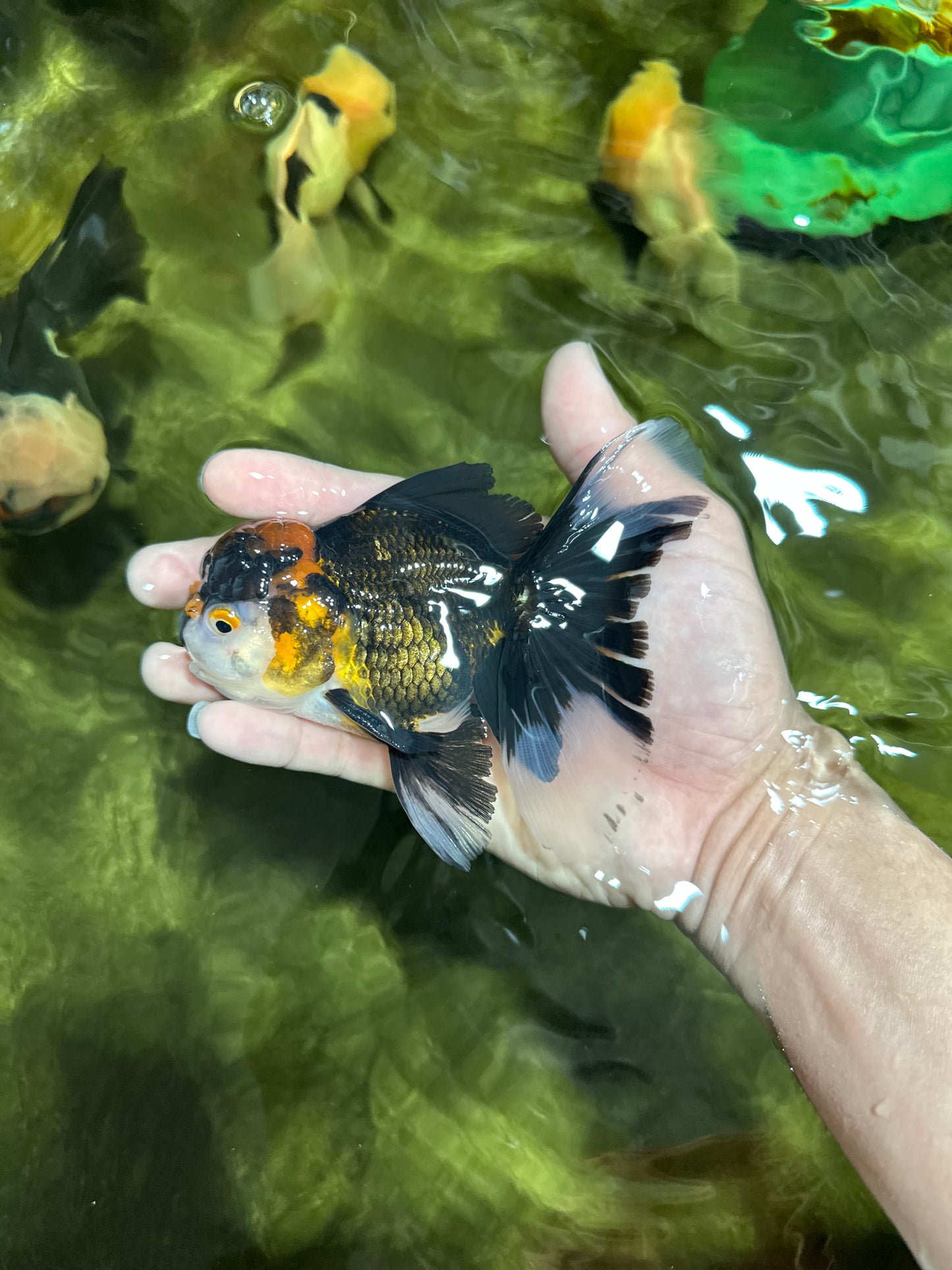 Fluffy Tail A Grade Tricolor Oranda Male 4.5-5 inches #041825OR_16