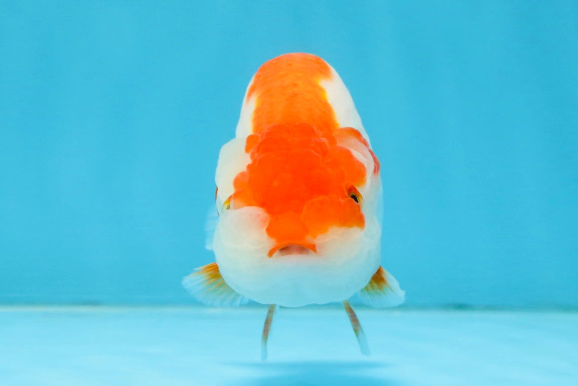 A Grade Red White LionQueen 4-4.5 inches #112125LC_11