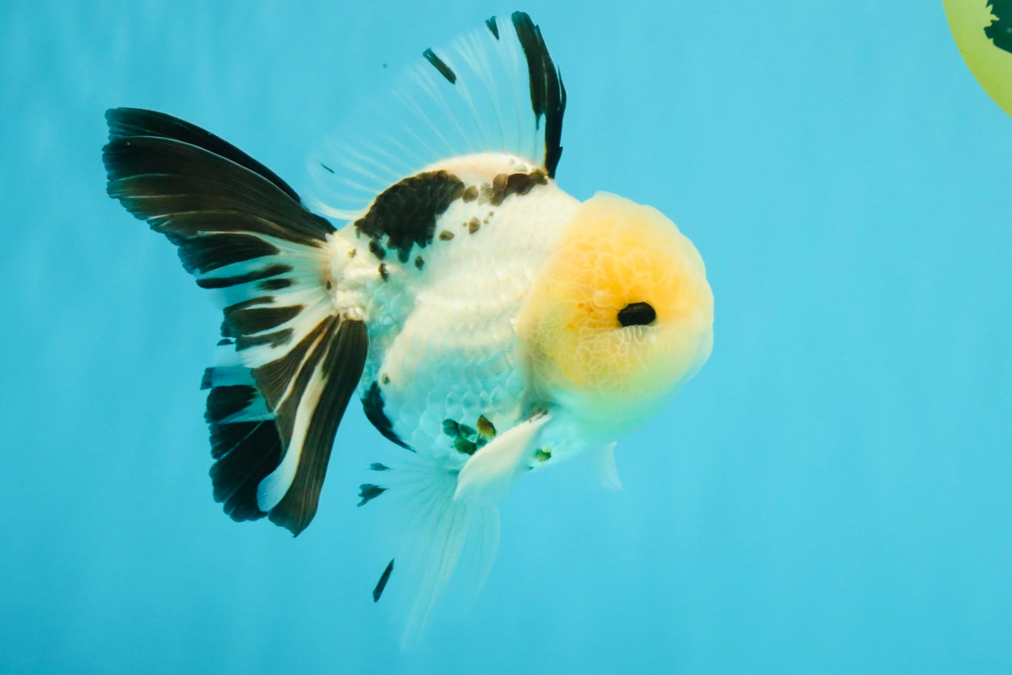 A Grade Panda Oranda Male 5.5 inches #030626OR_23