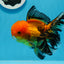 A Grade Apache Oranda Male 5 inches #0906OR_32