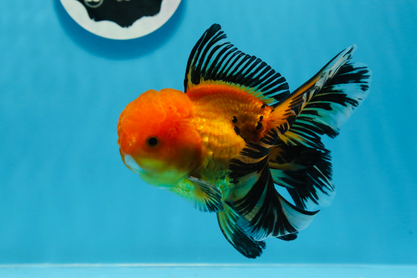 A Grade Apache Oranda Male 5 inches #0906OR_32