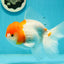 Sakura Oranda Male 5.5 inches #110124OR_13