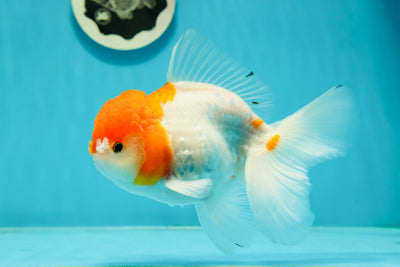 Sakura Oranda Male 5.5 inches #110124OR_13