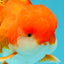 MARIO AAA Grade Red White Oranda Male 5.5 inches #030626OR_20