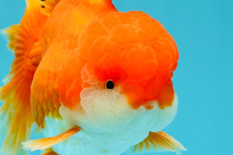 MARIO AAA Grade Red White Oranda Male 5.5 inches #030626OR_20