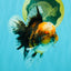 CHUBBY AAA Grade Tiger Oranda Male 5.5 inches #050126OR_08