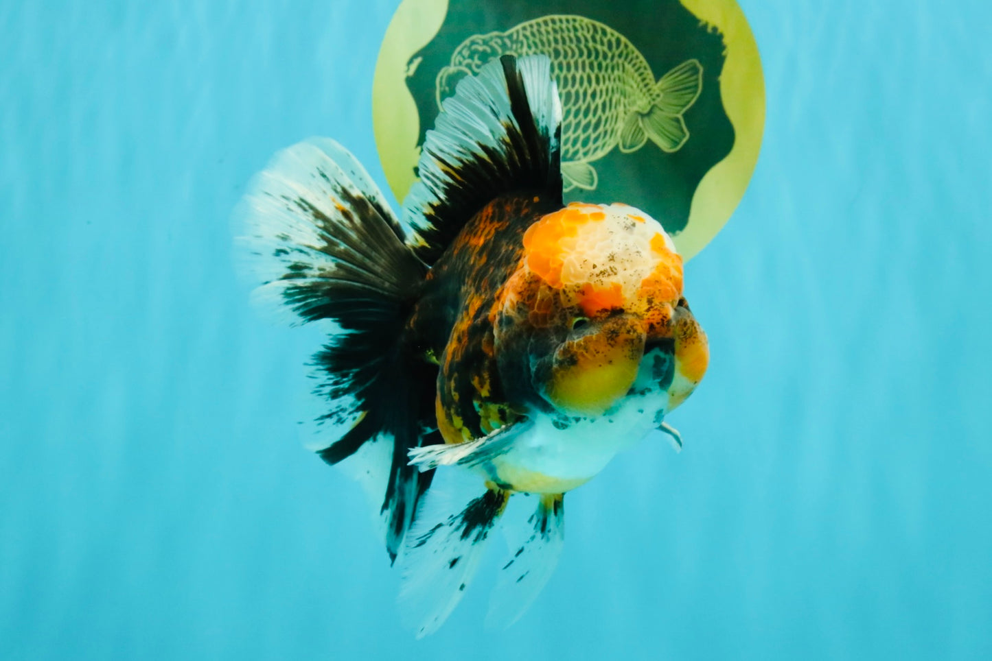 CHUBBY AAA Grade Tiger Oranda Male 5.5 inches #050126OR_08