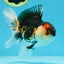 AAA Grade Tricolor Oranda Male 5 inches #080125OR_31