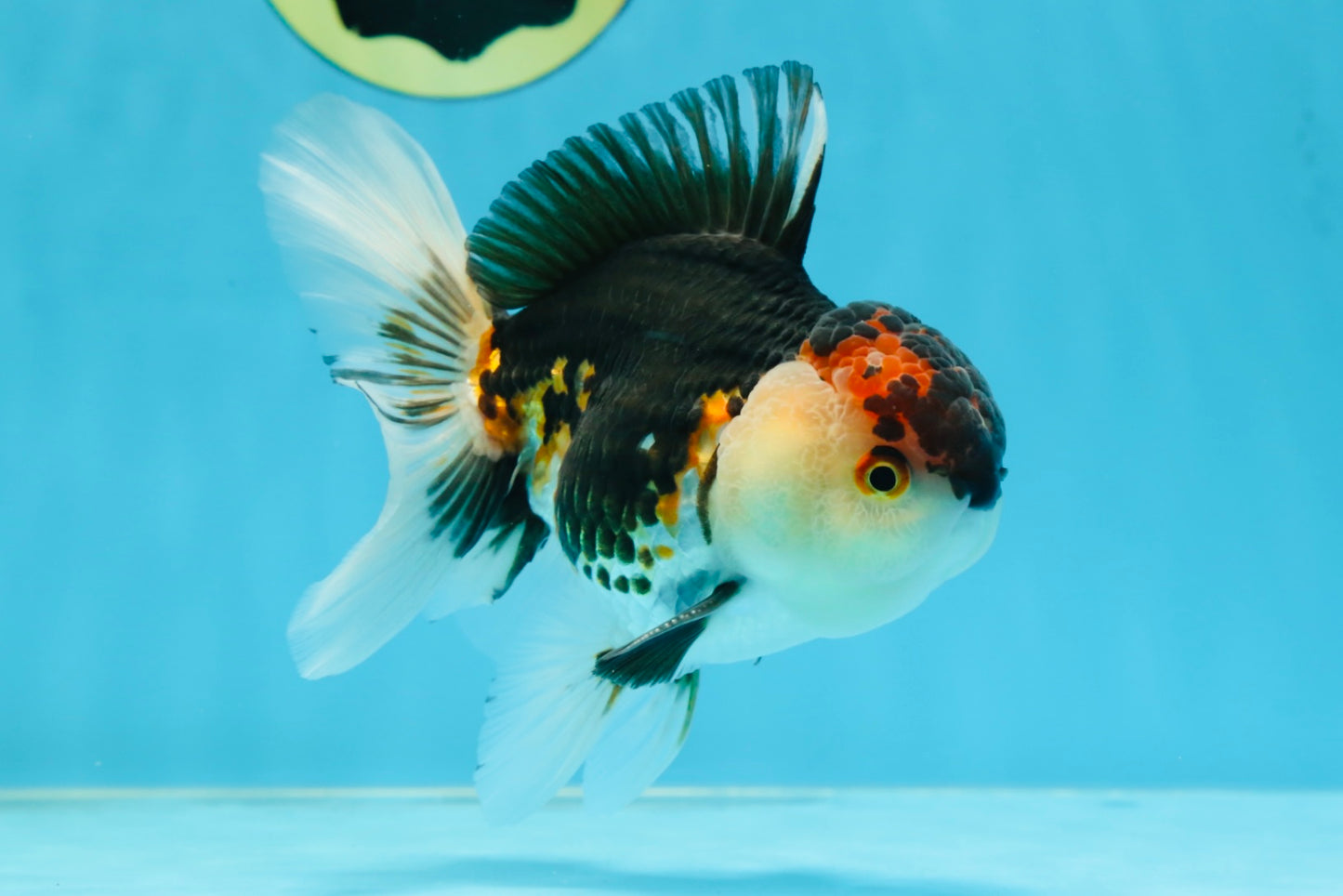 AAA Grade Tricolor Oranda Male 5 inches #080125OR_31