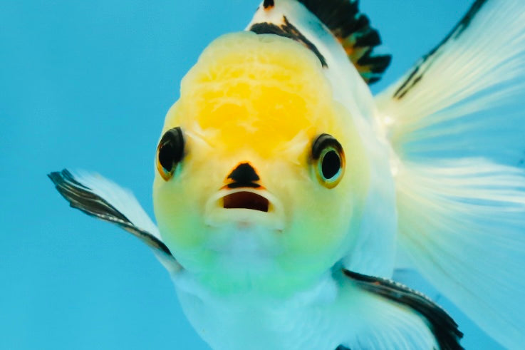 Adorable Lemonhead Button Eyes Oranda Male 4.5 inches #011725OR_01