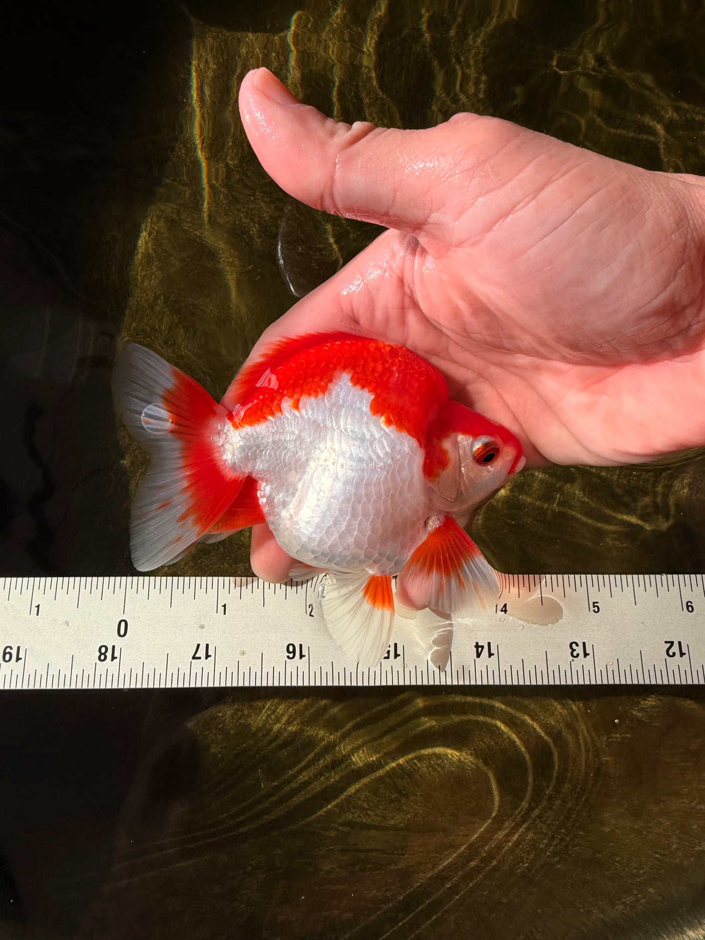 AAA Grade Red White Ryukin Male 4-4.5 inches #032726RK_28