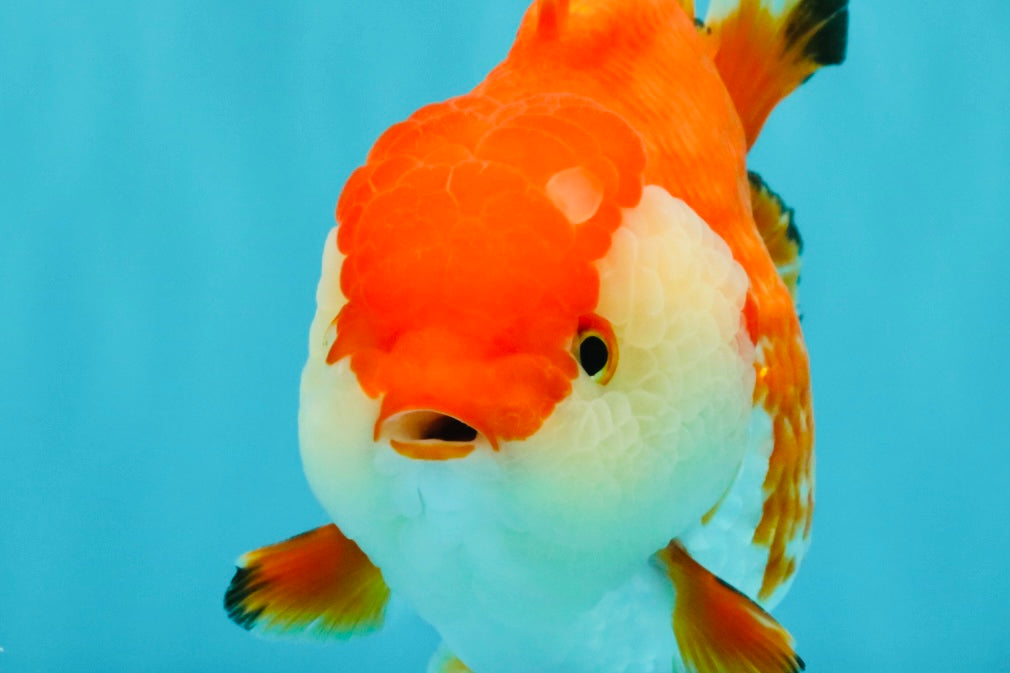 A Grade Red White Yuanbao Female 5.5 inches #031326YB_15